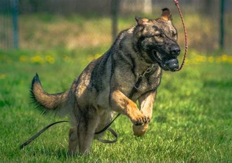 www.paisadmin|how are police dogs trained.
